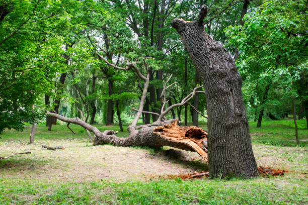 How Our Tree Care Process Works  in  Overlea, MD