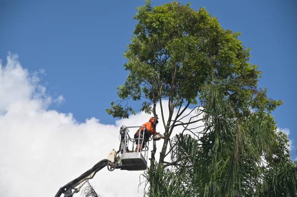 Trusted Overlea, MD Tree Removal Services Experts